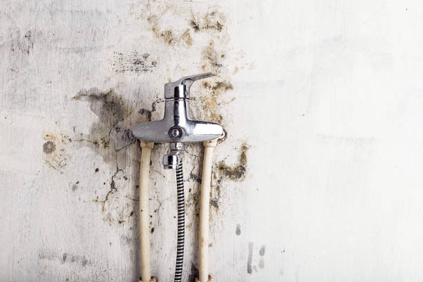  Whiteville, NC Mold Removal Pros