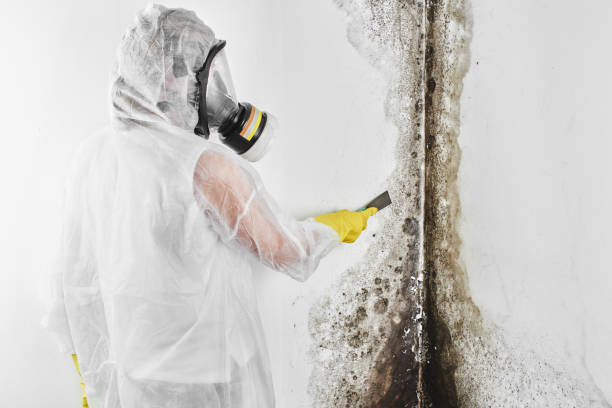 Best Certified Mold Removal  in Whiteville, NC