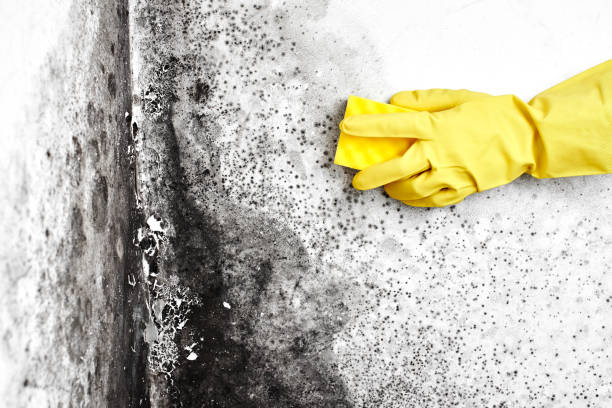 Best Attic Mold Removal  in Whiteville, NC