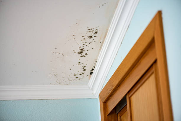 Attic Mold Removal in Whiteville, NC