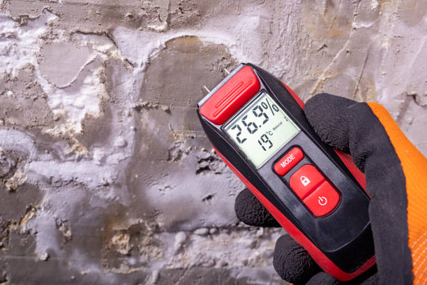 Best Local Mold Removal Service  in Whiteville, NC
