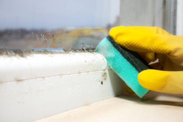 Best Residential Mold Removal  in Whiteville, NC