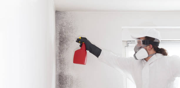 Best Fast Mold Removal  in Whiteville, NC