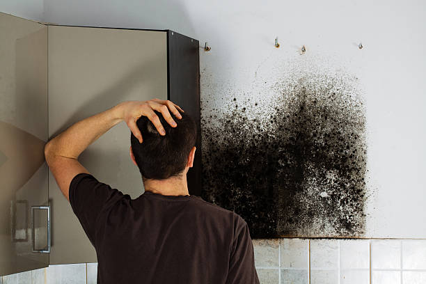 Best Toxic Mold Removal  in Whiteville, NC