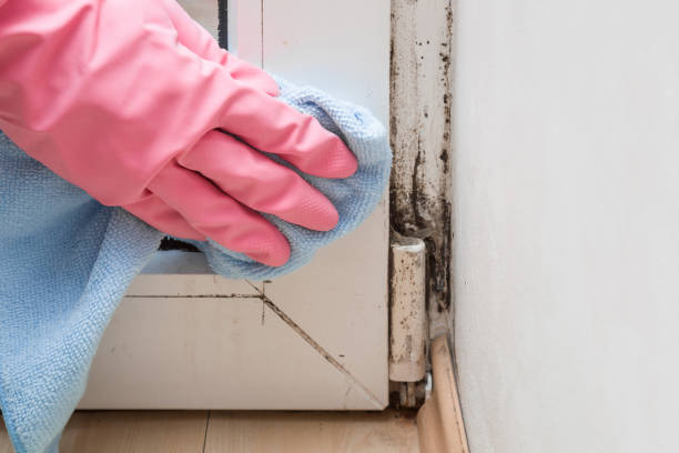 Trusted Whiteville, NC Mold Removal Experts