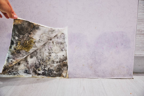 Best Professional Mold Removal  in Whiteville, NC